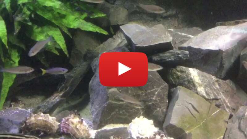 Video EiiiMzY6LRI abspielen