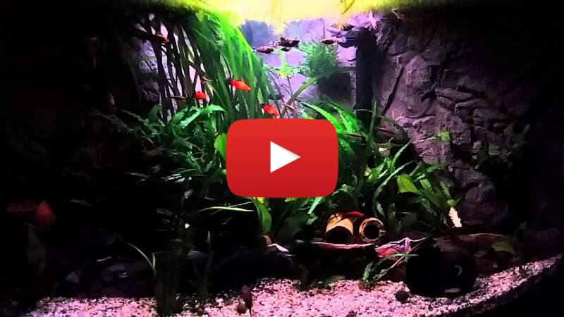 Video EjZ_u9TNqVA abspielen