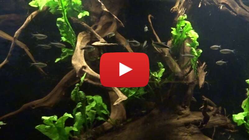 Video EqWbxYSfvX8 abspielen