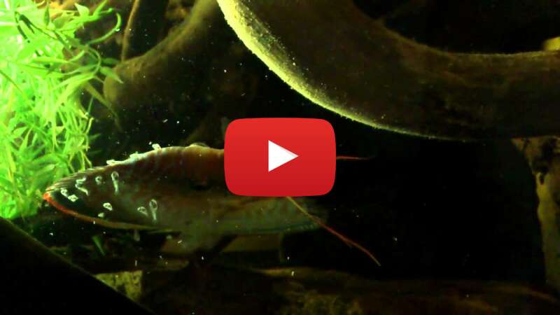 Video EsBgnaHZR6k abspielen