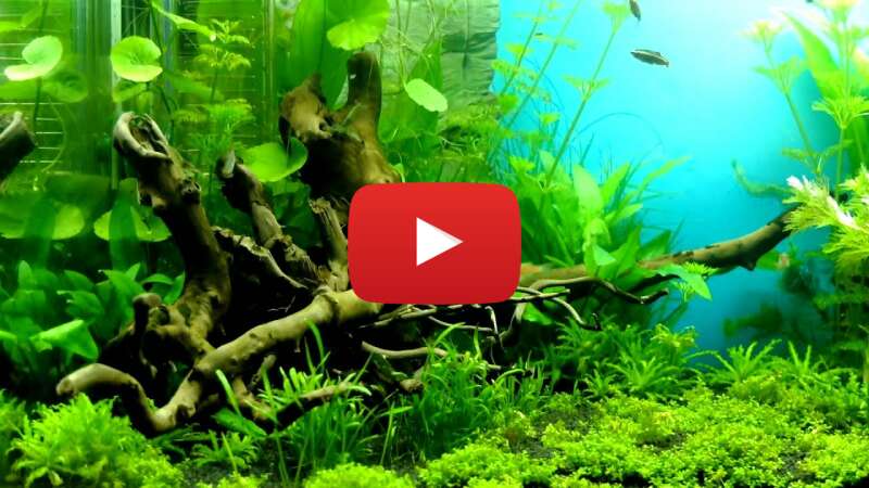 Video F0B0QJIvx3k abspielen