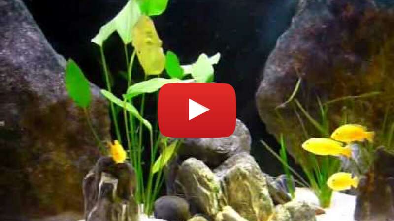 Video F49UK1gEXk4 abspielen