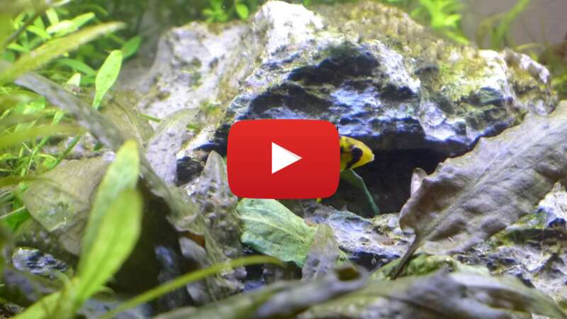 Video FBJ-c7OVPsA abspielen