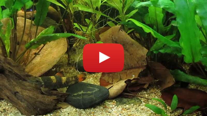 Video FCH36XP8pj0 abspielen