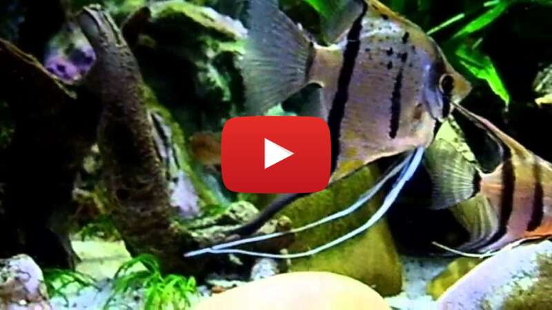 Video FFzWWwD58_A abspielen