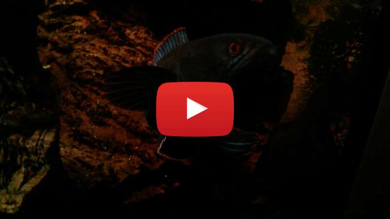 Video FGyeIXv64o4 abspielen