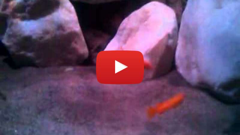 Video FHuzHq8MsHY abspielen