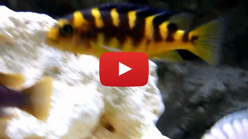 Video FIdn_gPmh7M abspielen