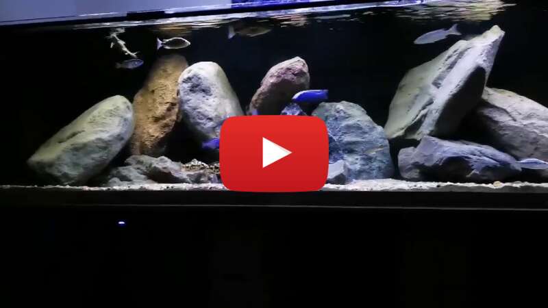 Video FN4zQ7kl3dI abspielen