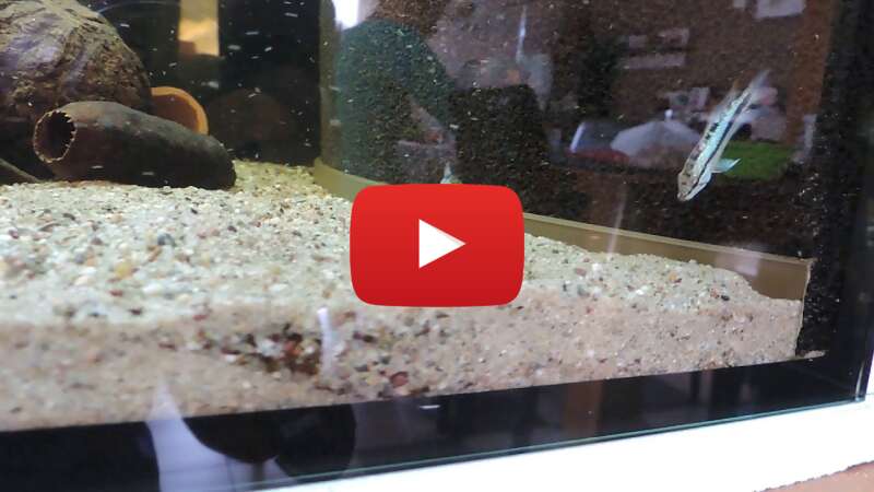 Video FNwRSRsR5G4 abspielen