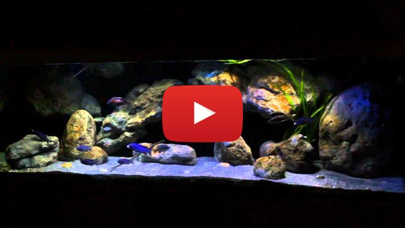 Video FS641UFQyJ4 abspielen