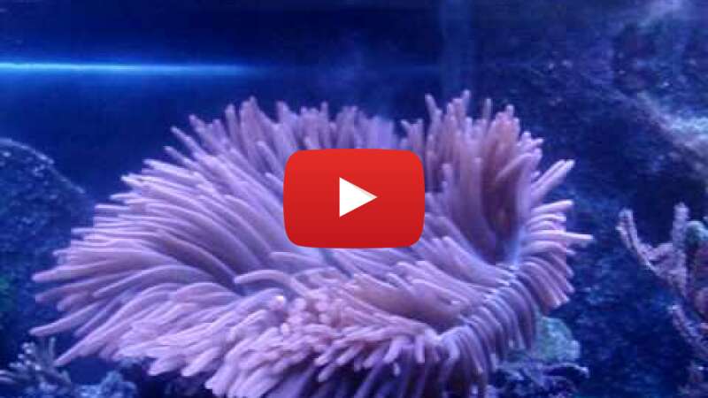 Video FVOhaOUjkAc abspielen