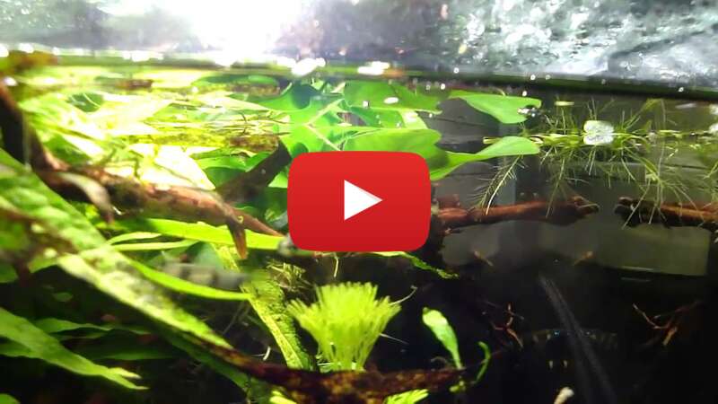 Video FYju6lYbwoA abspielen