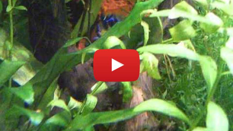 Video FdMAfhCIcIA abspielen