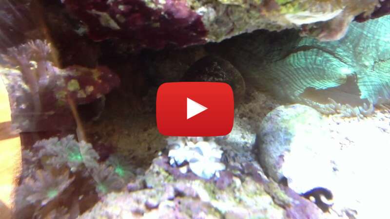 Video Fdhe_e3HdGk abspielen