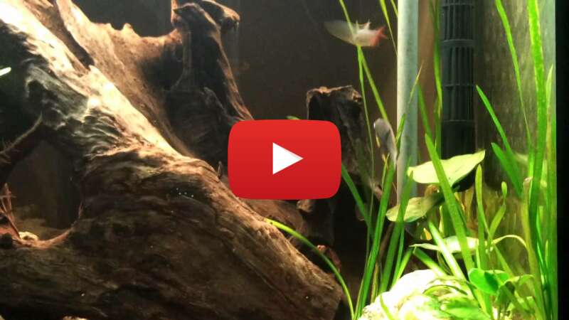 Video FjawShjB1us abspielen