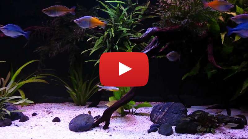 Video FlnT59CMtBM abspielen