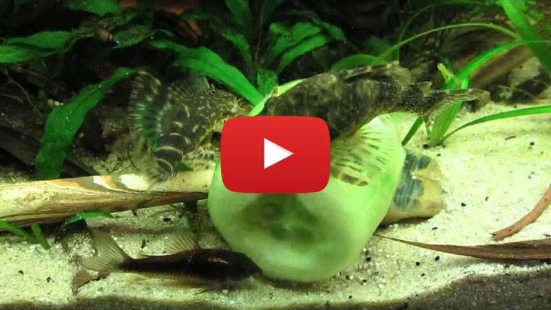 Video FmYLltcPFv0 abspielen