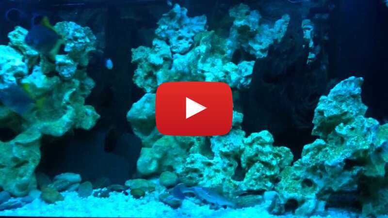 Video FoF9MNnXqhs abspielen