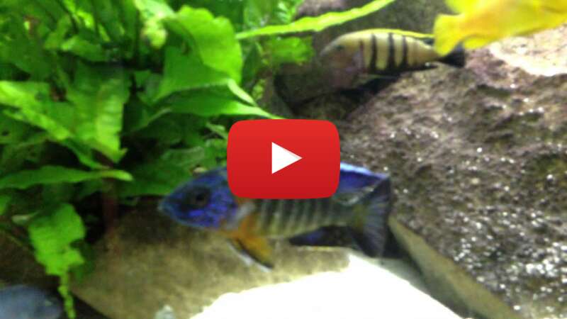 Video FpZlx6g7_fQ abspielen