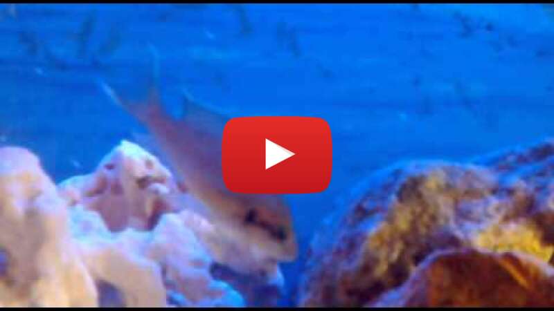 Video Fq70HpmhgPQ abspielen