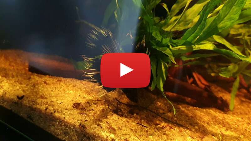 Video FsNZVaUyf8M abspielen