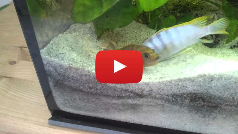 Video FzVT68tsF1E abspielen