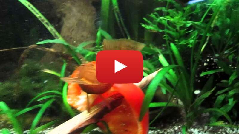 Video G1eYIcFniD0 abspielen