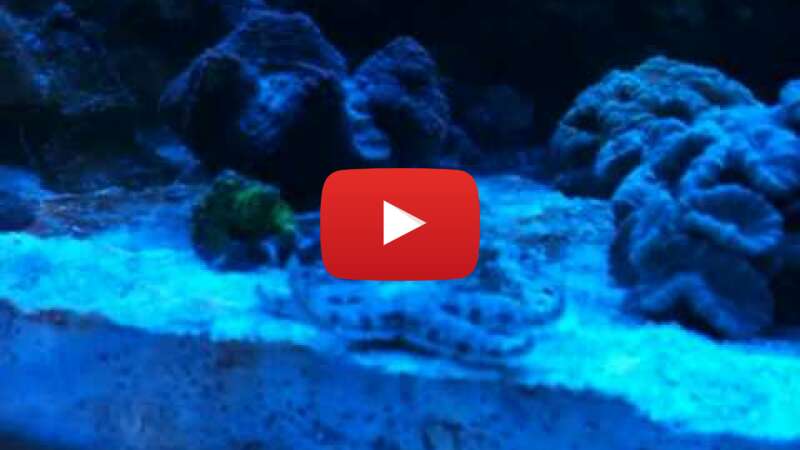 Video G2UScI0zXG0 abspielen