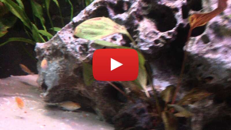 Video GJRrw3x-OOM abspielen