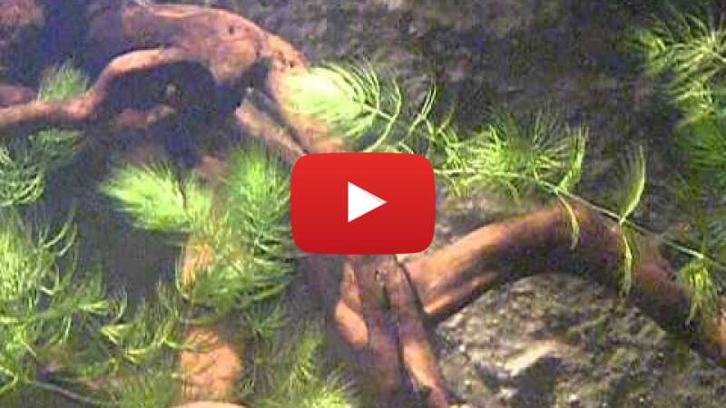 Video GLKClFkgYMk abspielen