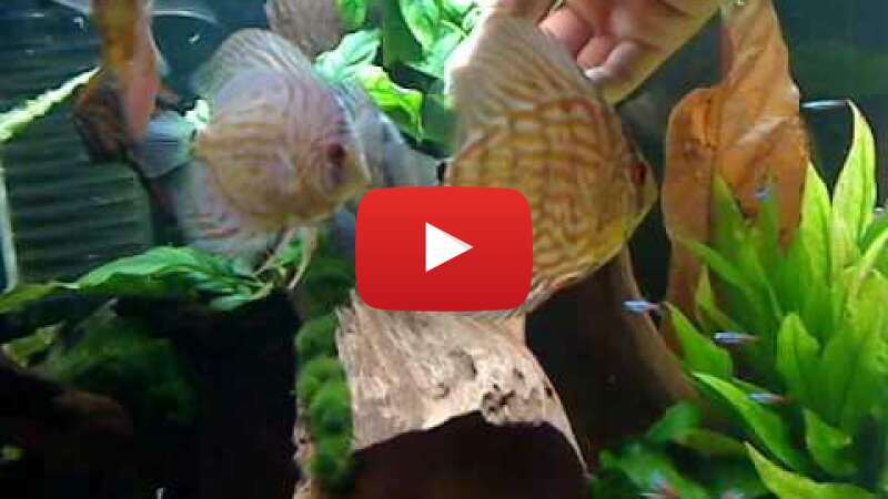 Video GN_M62McG7U abspielen