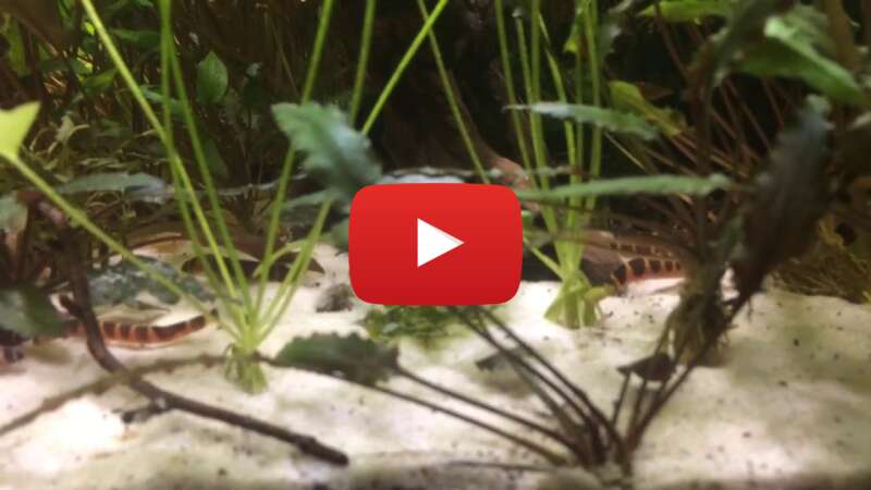 Video GOoaxVUyG48 abspielen