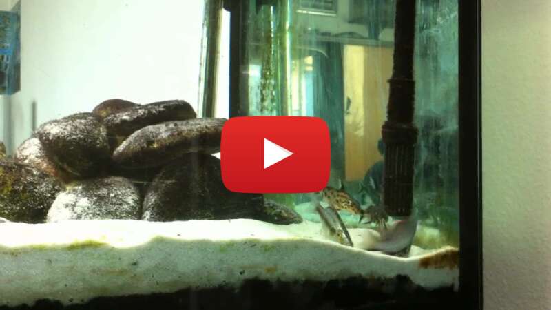 Video GRaxBXowNIA abspielen