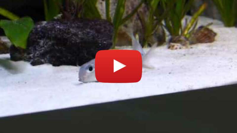 Video GWPOwKP8QpQ abspielen