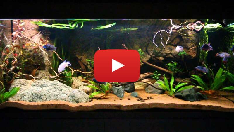 Video GWmF8qi06ew abspielen