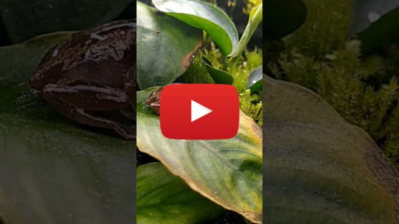 Video GXPhTevIOqg abspielen