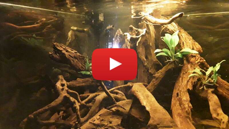 Video GZz1wFsAndM abspielen