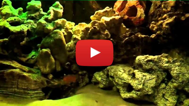 Video GaO3TOt-5uI abspielen