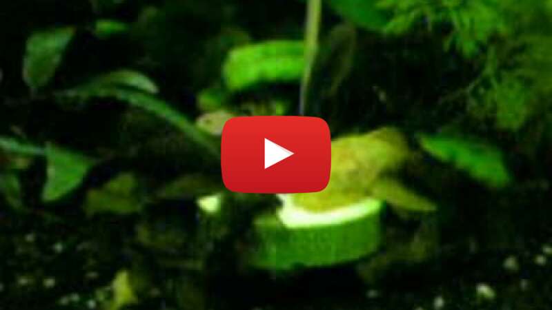 Video GdTLh0M588w abspielen