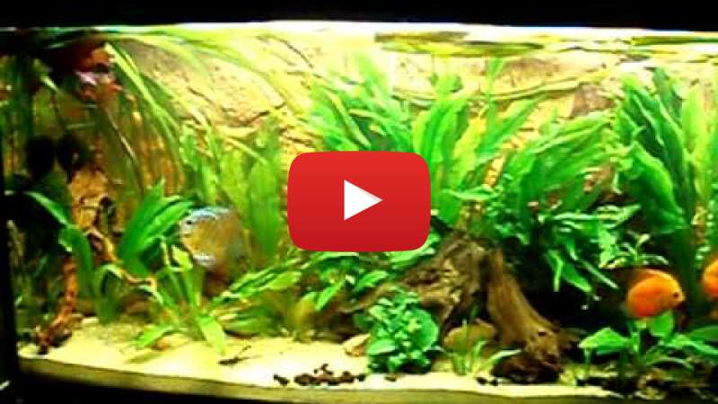 Video GgYojVSwMUA abspielen