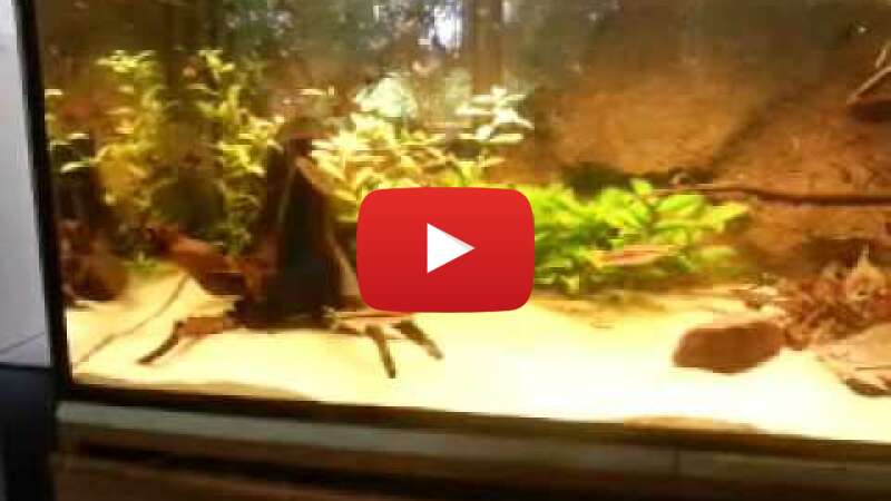 Video GiW7UvyNdzQ abspielen