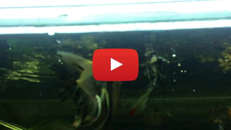 Video Giw15PP0O7g abspielen