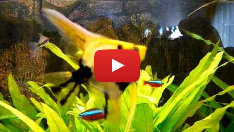 Video Gjvivc3sjF8 abspielen