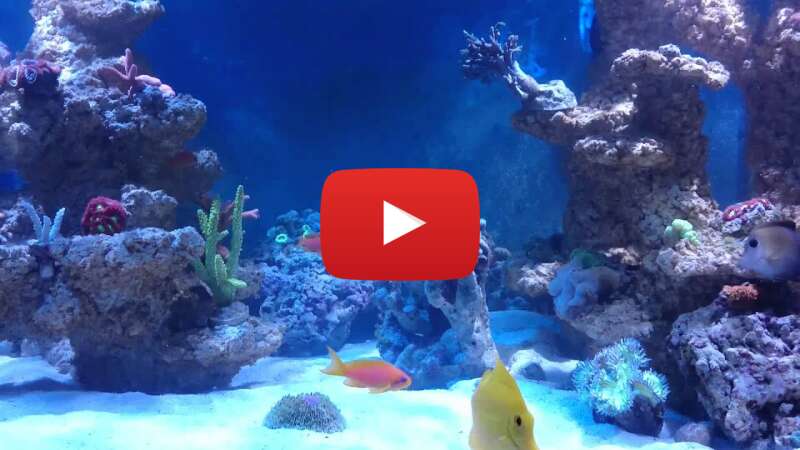 Video GkHuBimc7vw abspielen