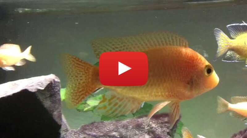 Video Gmkrj4bxcuc abspielen