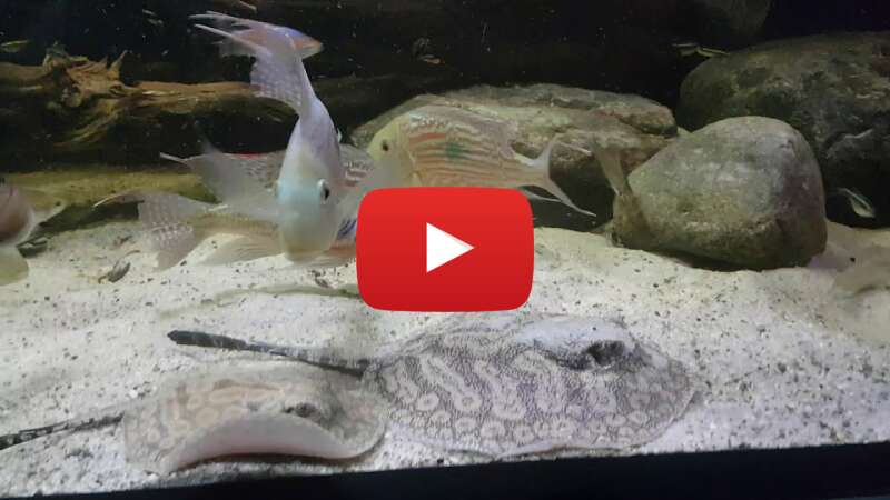 Video GpjZFdO1mi0 abspielen