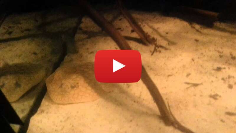 Video GqQGQ8HH6Ic abspielen