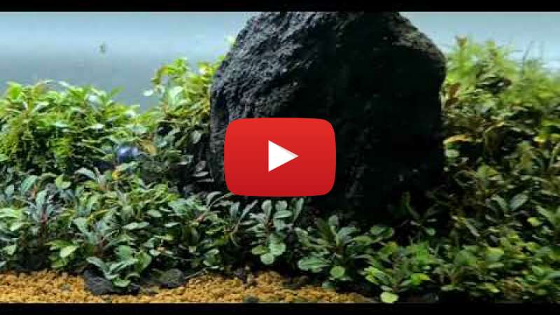 Video GwEPRcLWkbc abspielen