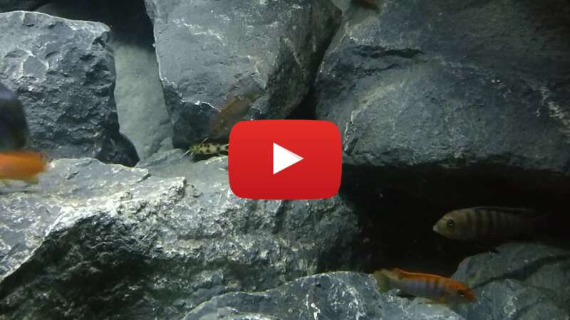 Video GzrmnKTZePk abspielen